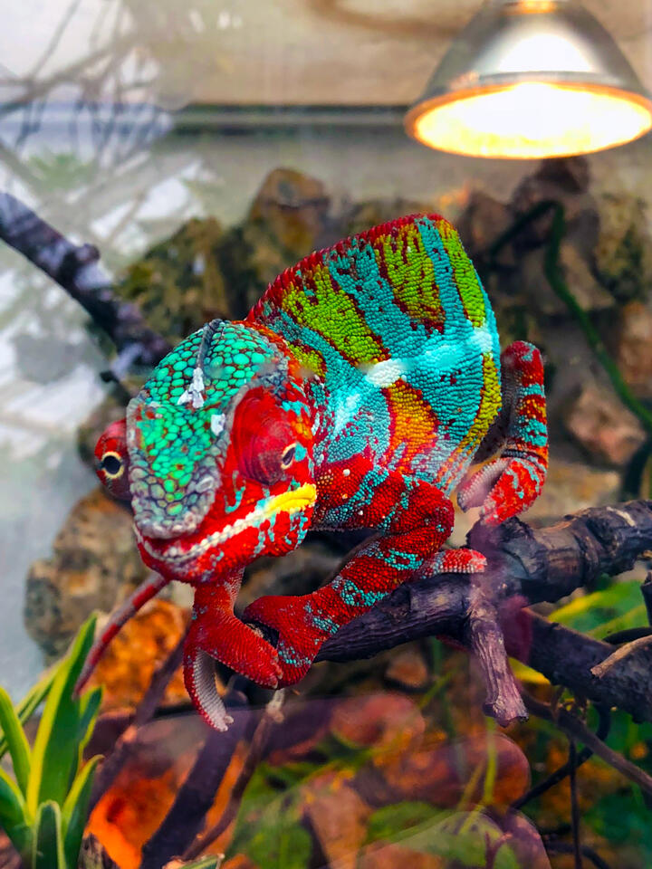 Chamäleon, Malmö 2018